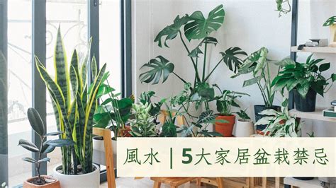 白色花盆風水|家居植物別亂種！5大盆栽風水禁忌 亂放中宮自築「困。